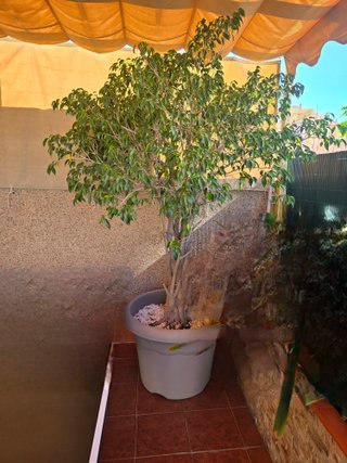 Árbol de interior grande