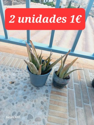 Plantas variadas