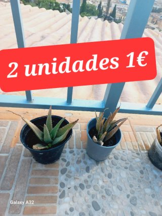 Plantas variadas