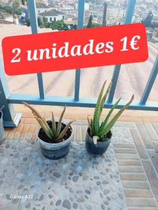 Plantas variadas