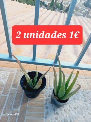 Plantas variadas