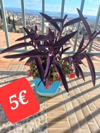 Plantas variadas