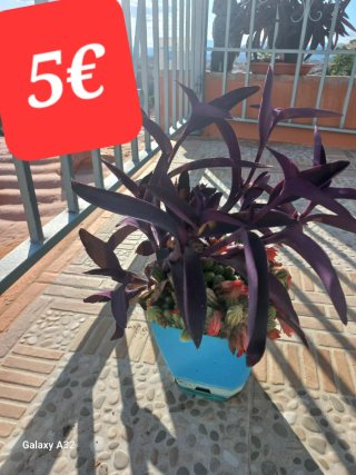 Plantas variadas