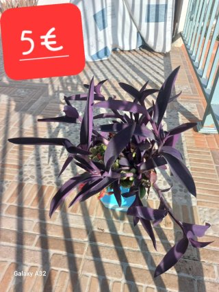 Plantas variadas