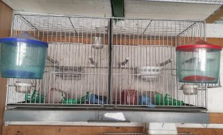 Jaula doble para pájaros, 60cm