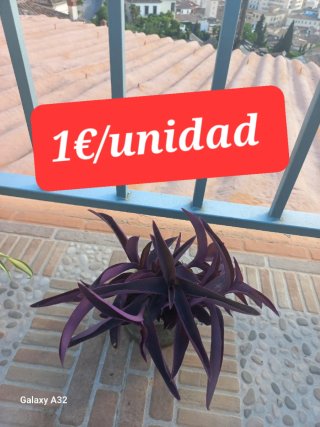 Plantas varias