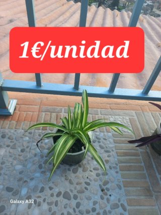 Plantas varias