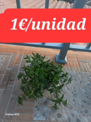 Plantas varias
