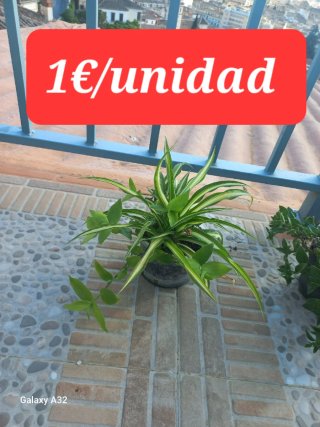 Plantas varias