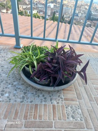 Plantas varias