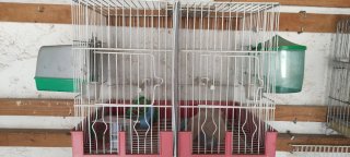Jaula doble para pájaros 40cm. Incluye separador