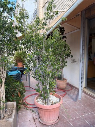Ficus Benjamina 1,50 m