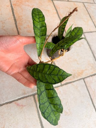 Hoya Callistophylla