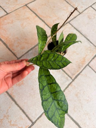 Hoya Callistophylla