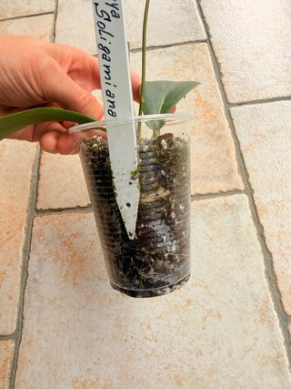 Hoya Soligamiana