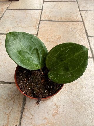 Hoya Sarawak