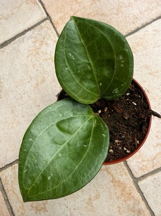 Hoya Sarawak
