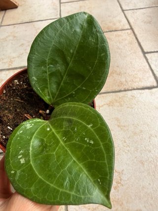 Hoya Sarawak