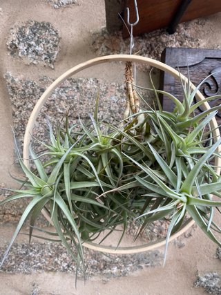 Plantas de aire Tillandsias