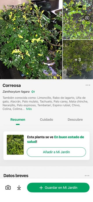 Planta correosa en maceta