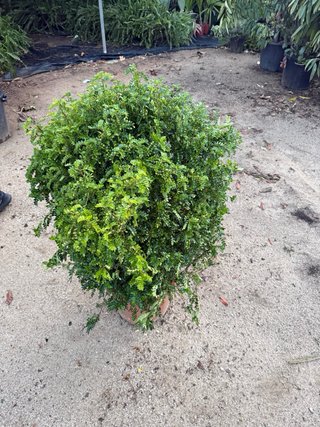 Planta correosa en maceta