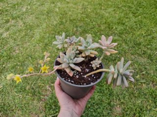 Graptosedum Franchesco Baldi