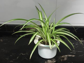 Planta de Cintas