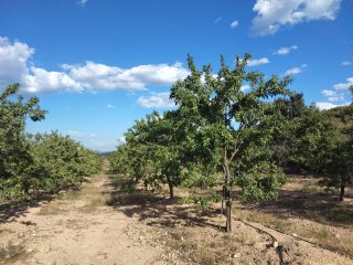 Terreno rústico en Lliria,de 22 hdas riego a goteo