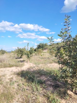 Terreno rústico en Lliria,de 22 hdas riego a goteo