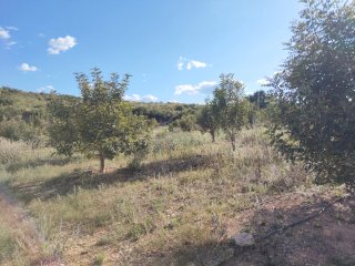 Terreno rústico en Lliria,de 22 hdas riego a goteo