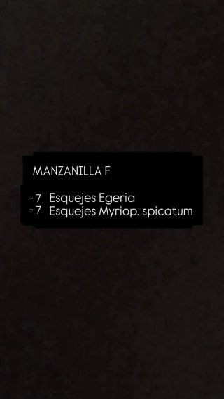 Lote Manzanilla F