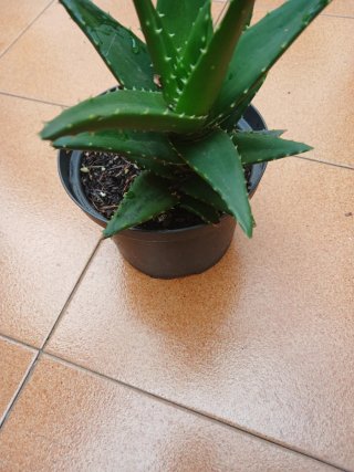 Planta Aloe Vera en Maceta Negra