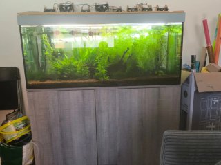 Acuario completo 240L + mueble + filtros Eheim