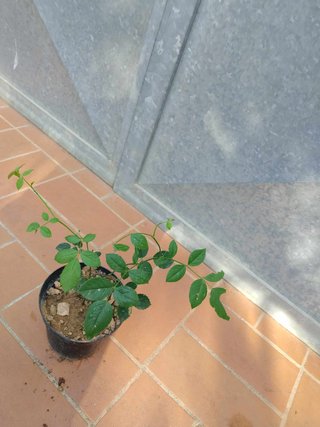 Pianta Rosa Arancio Chiaro Vaso 14