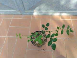 Pianta Rosa Arancio Chiaro Vaso 14