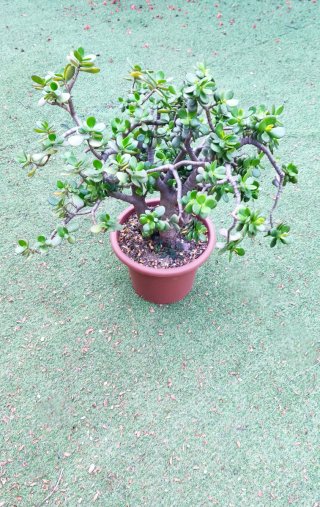 Crassula Ovata Madura 60cm - 3 Troncos robustos