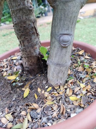 Crassula Ovata Madura 60cm - 3 Troncos robustos