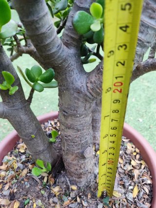 Crassula Ovata Madura 60cm - 3 Troncos robustos
