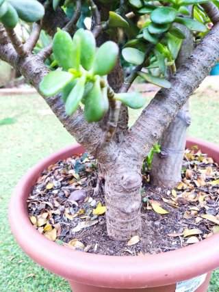 Crassula Ovata Madura 60cm - 3 Troncos robustos