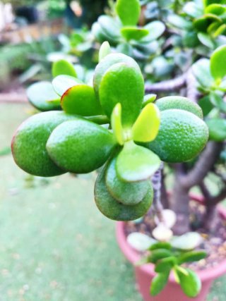 Crassula Ovata Madura 60cm - 3 Troncos robustos