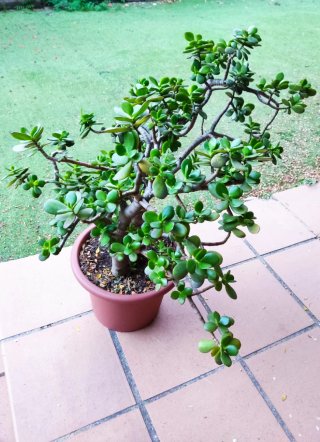 Crassula Ovata Madura 60cm - 3 Troncos robustos