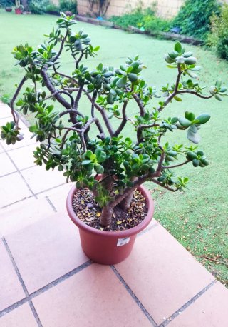 Crassula Ovata Madura 60cm - 3 Troncos robustos