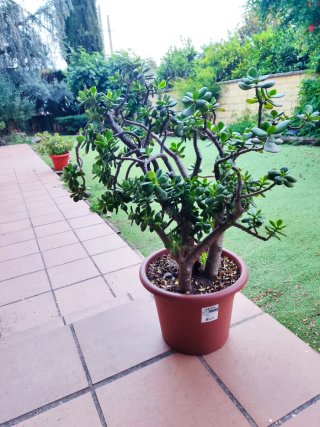 Crassula Ovata Madura 60cm - 3 Troncos robustos