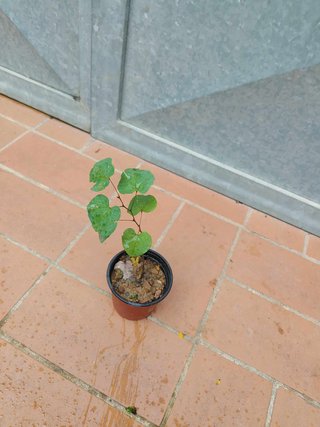 Albero di Giuda Cercis Siliquastrum H20cm