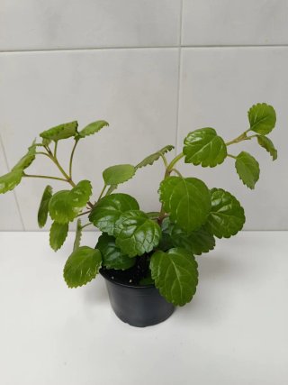 Planta del Dinero