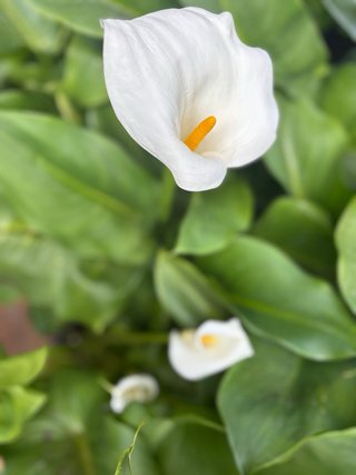 Calas con flores en maceta grande