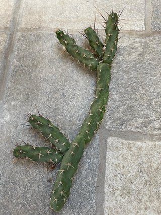 Talea Cactus Echinocereus papillosus