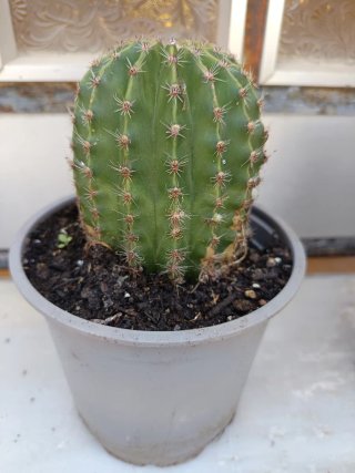 Cactu muy bonitos