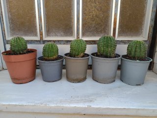 Cactu muy bonitos