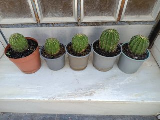 Cactu muy bonitos